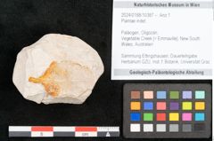 Foto (Objekt + Etikett) von Plantae indet.  (NHMW-GEO-2024-0188-10387)